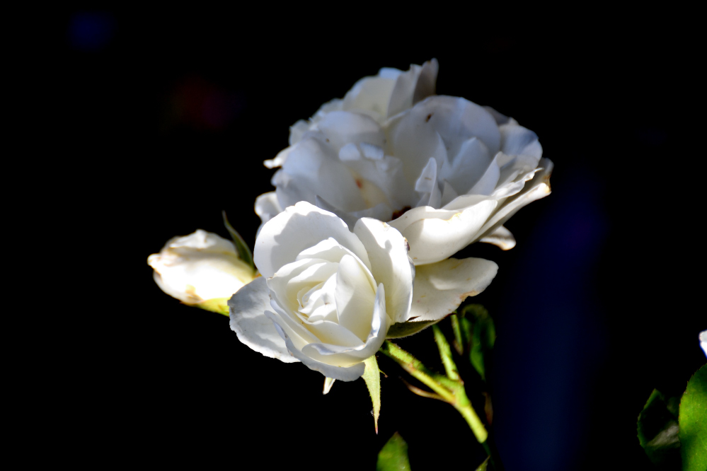 ROY_3457.JPG