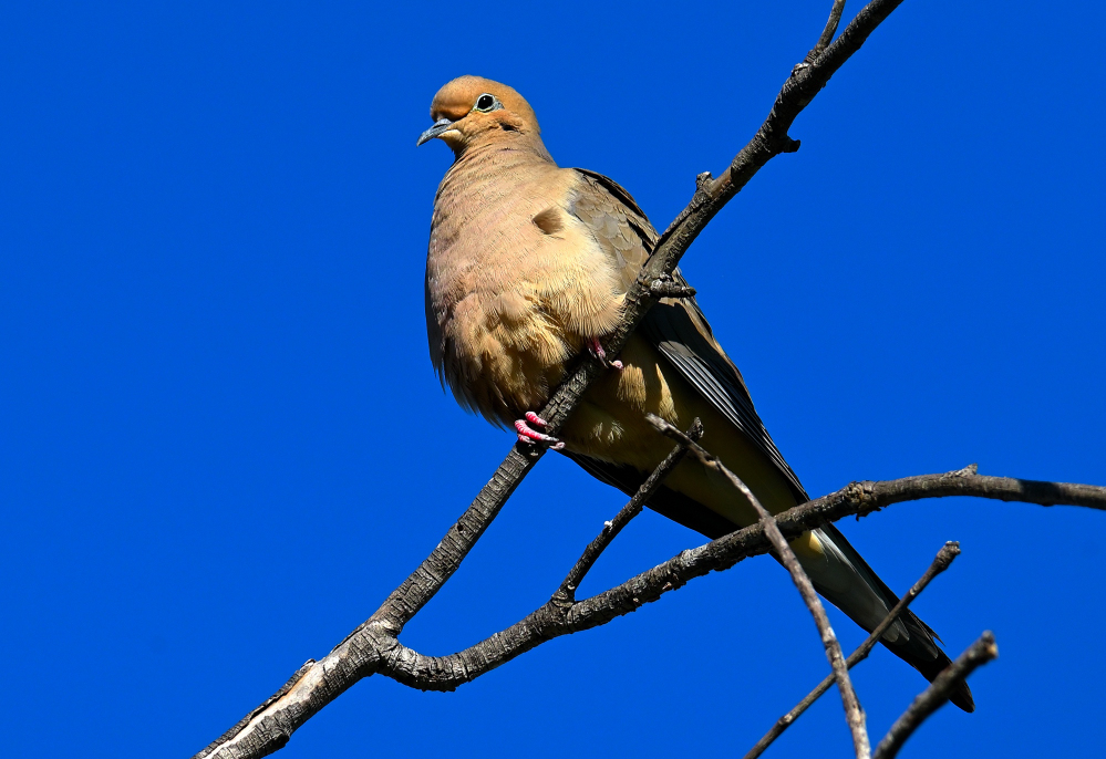 ROY_3497.JPG