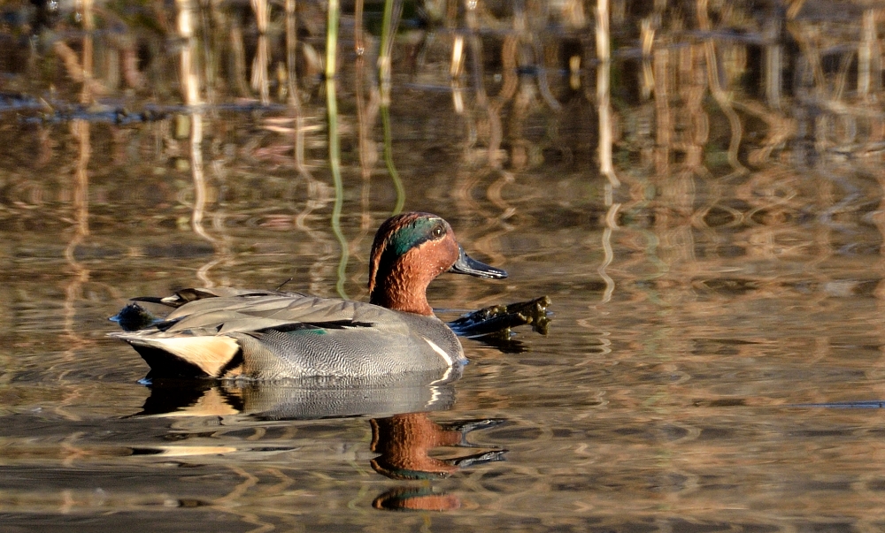 ROY_3570.JPG