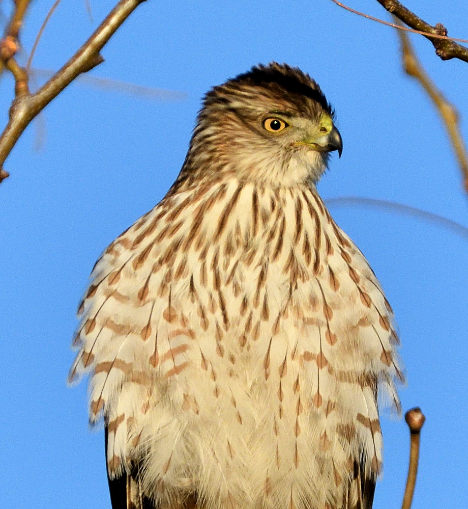 ROY_3659.JPG