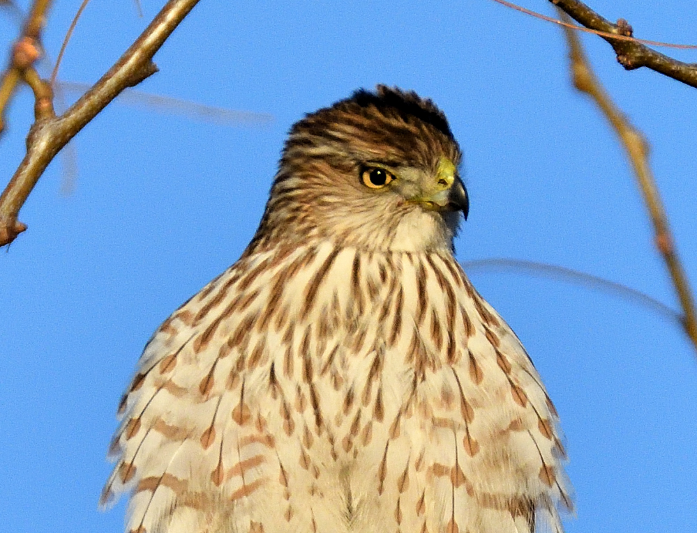 ROY_3660.JPG