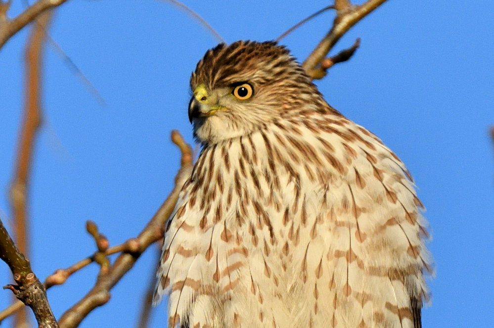 ROY_3663.JPG