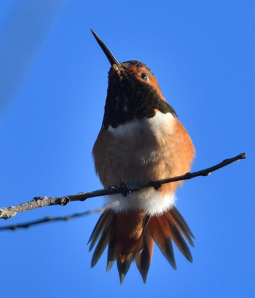 ROY_3765.JPG