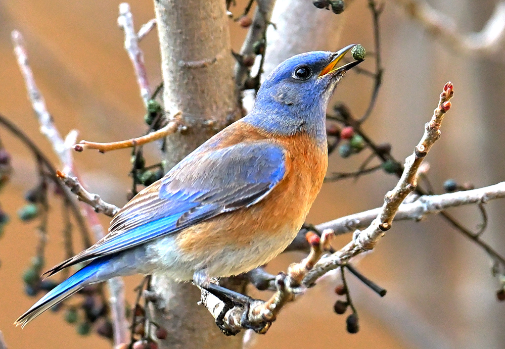 ROY_3825.JPG