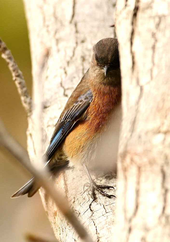 ROY_3874.JPG