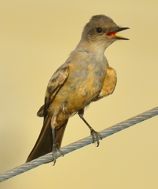 ROY_3898.JPG
