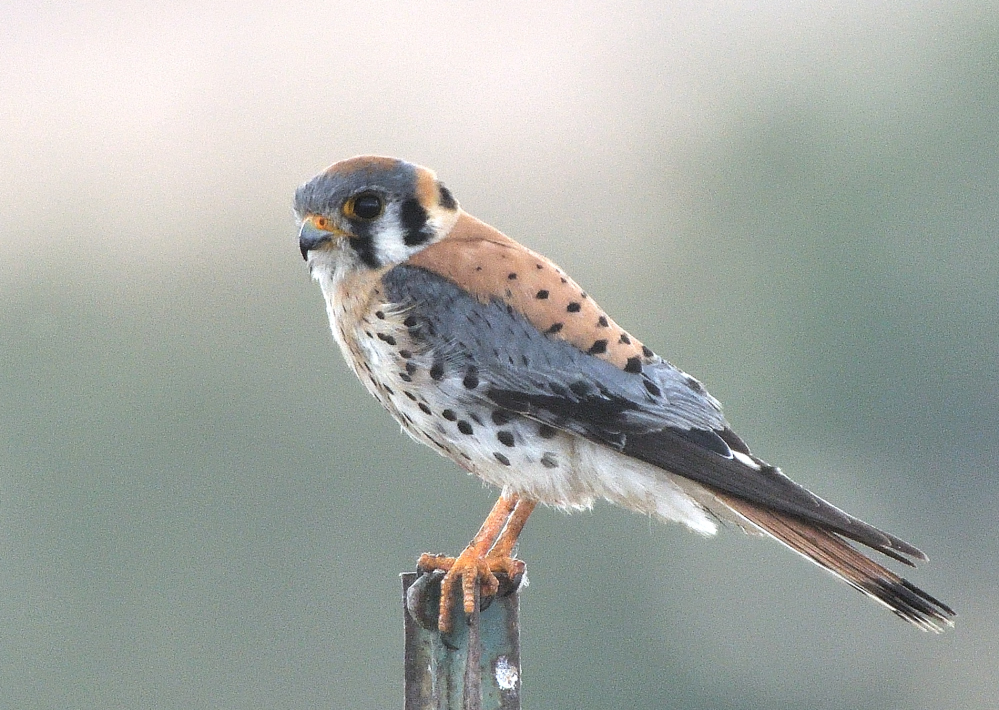 ROY_4006.JPG