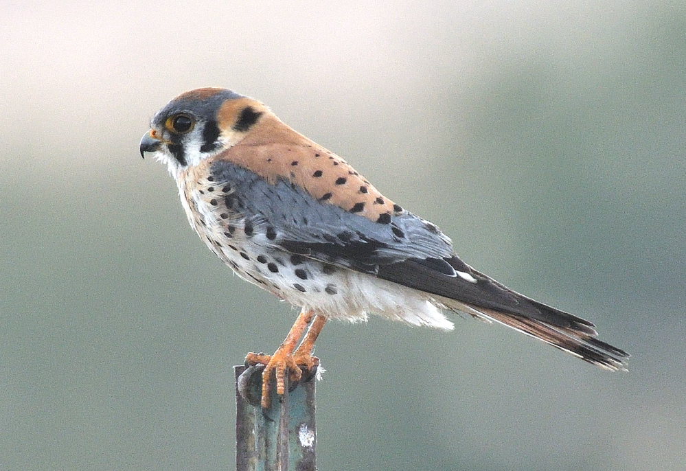 ROY_4007.JPG