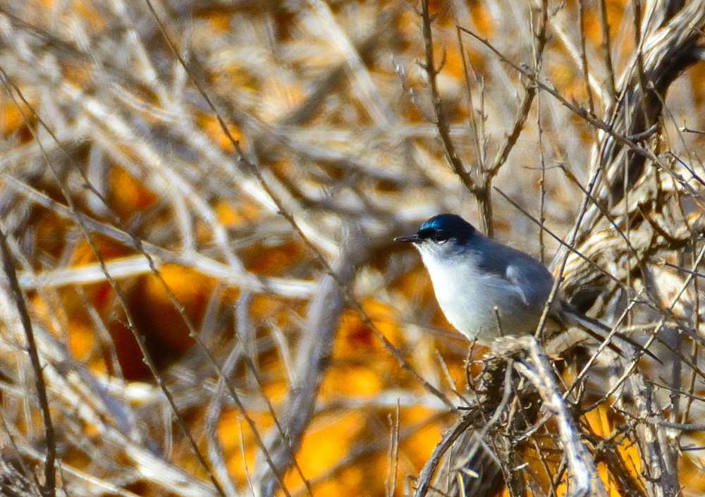 ROY_4011.JPG