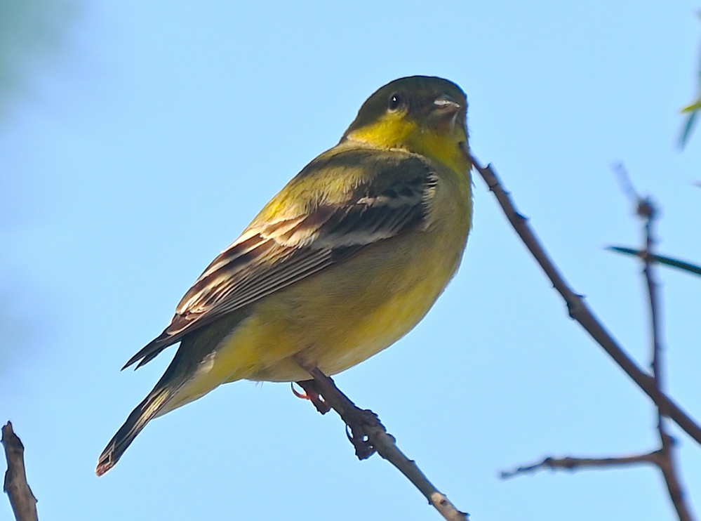 ROY_4047.JPG
