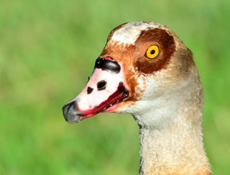 ROY_4230.JPG
