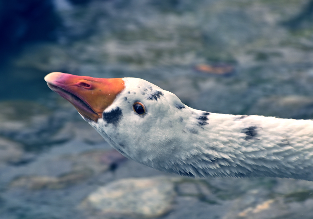 ROY_4454.JPG