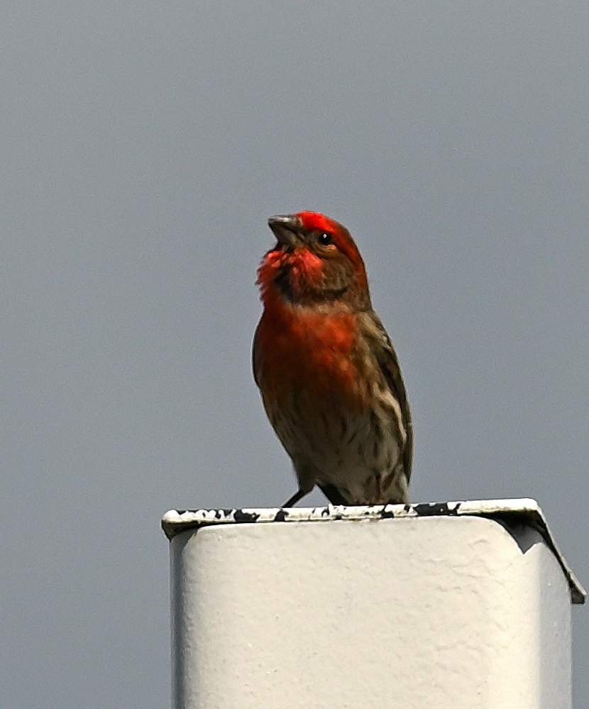 ROY_4467_01.JPG