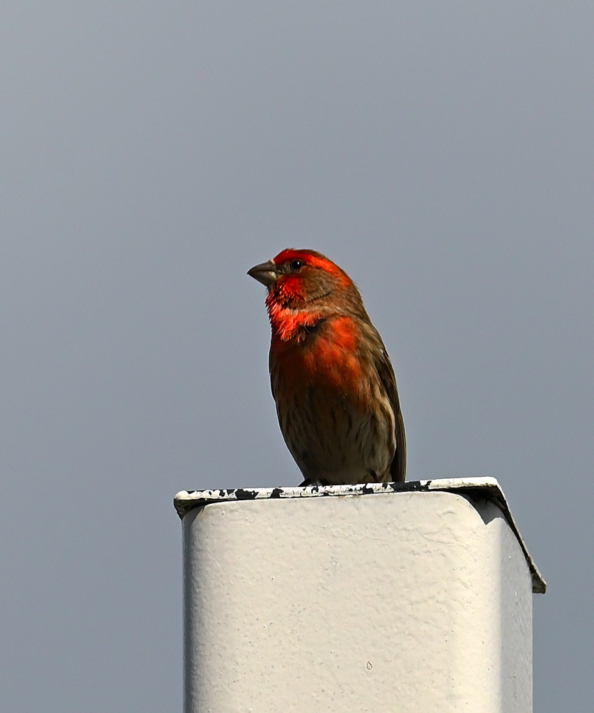 ROY_4472.JPG