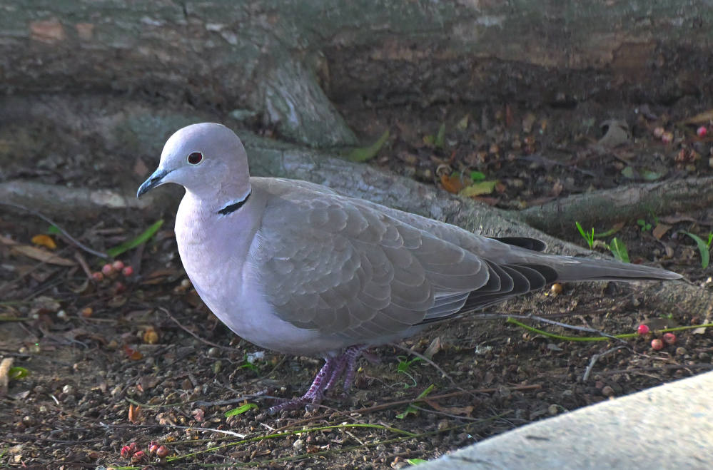 ROY_4493.JPG
