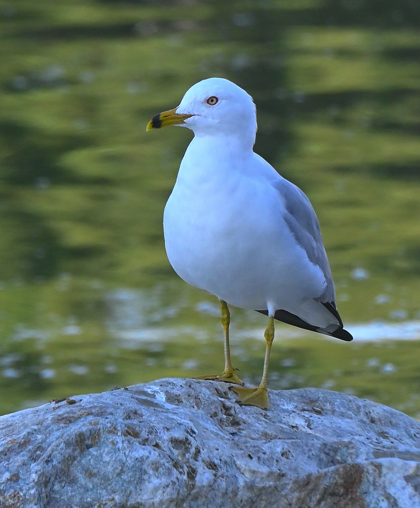 ROY_4514.JPG