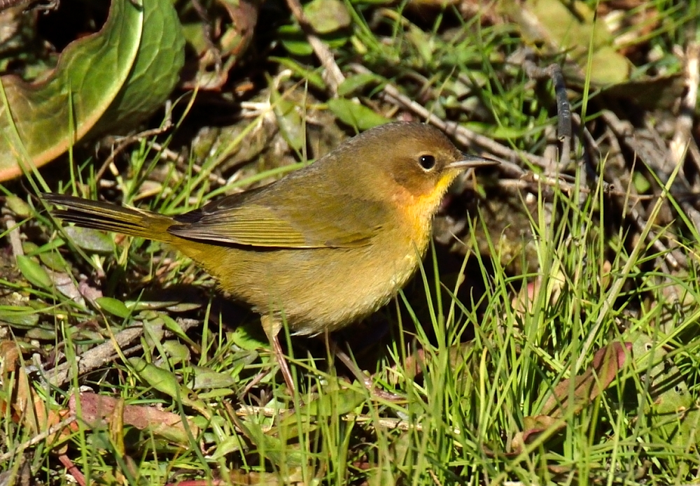 ROY_4537.JPG