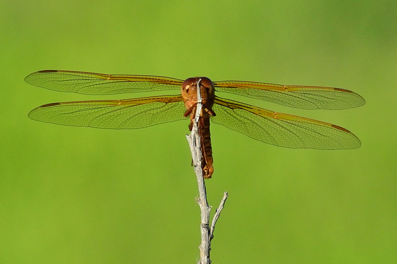 ROY_4544.JPG