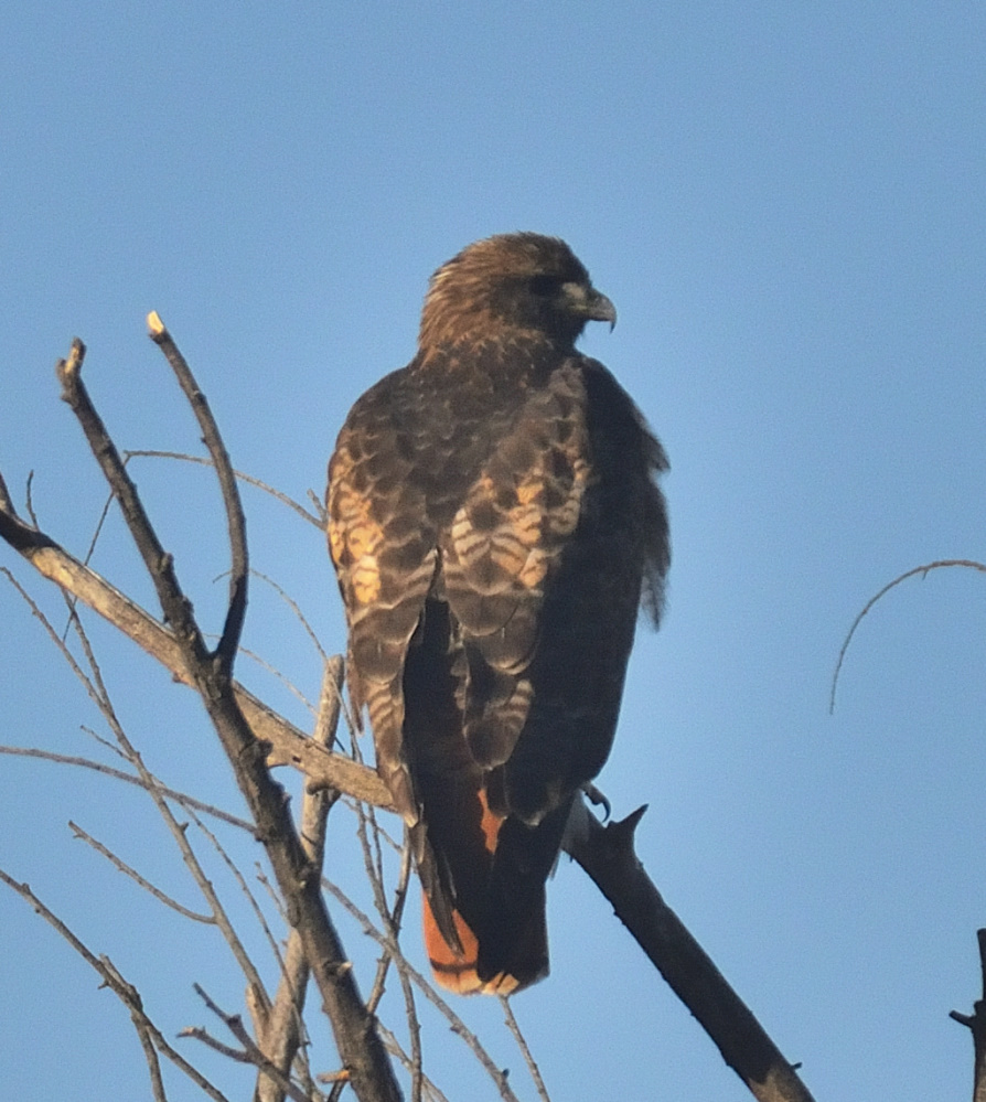 ROY_4544.JPG