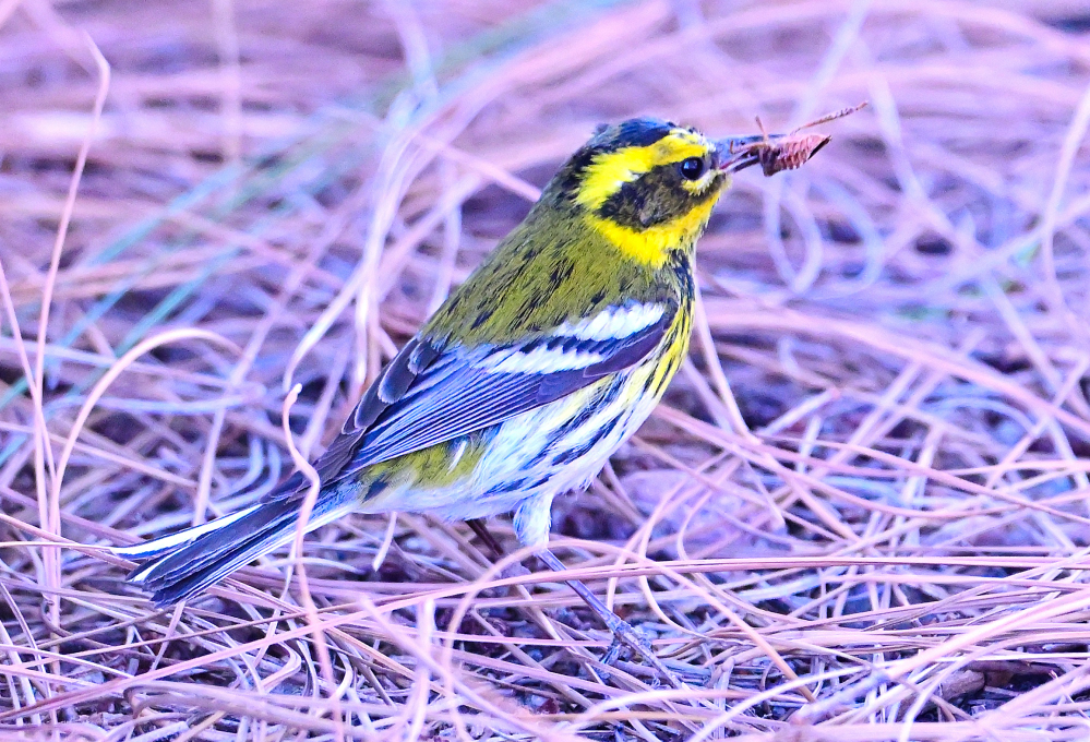 ROY_4604.JPG
