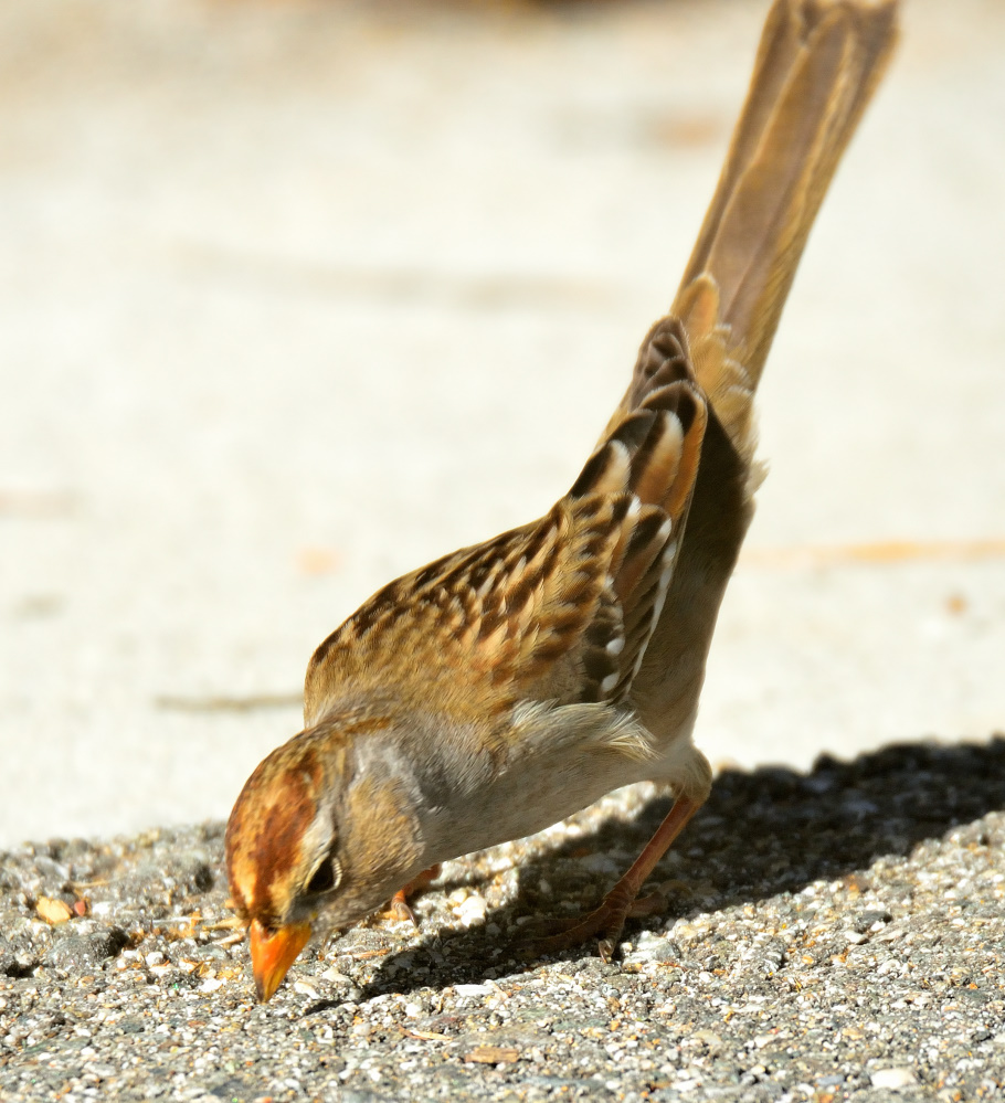 ROY_4663.JPG