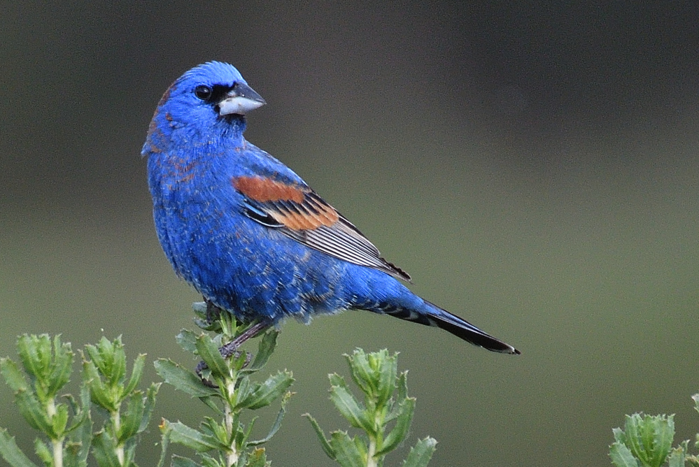 ROY_4678.JPG