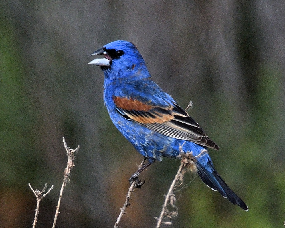 ROY_4716.JPG