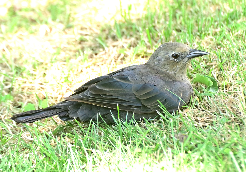 ROY_4921.JPG