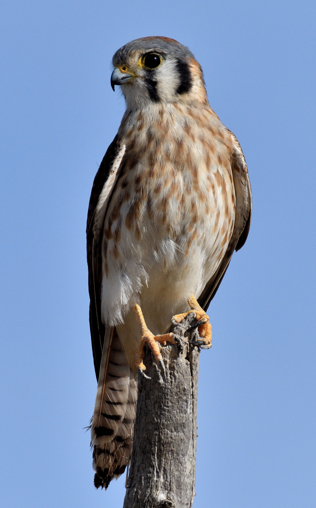 ROY_5095.JPG