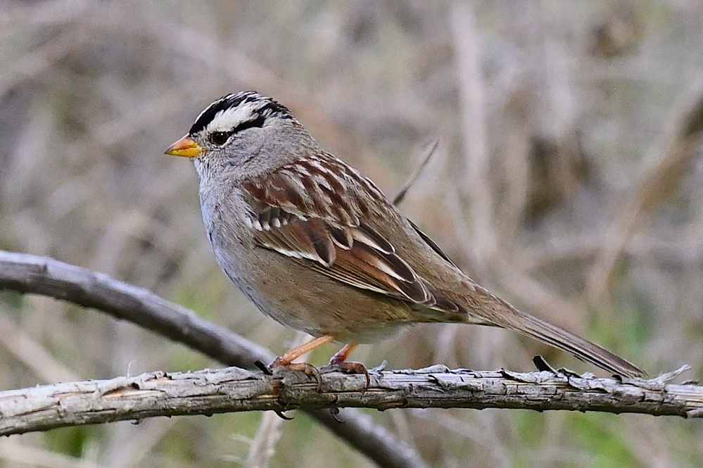 ROY_5192.JPG