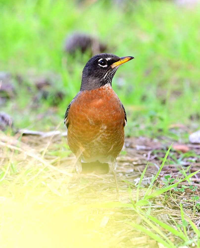 ROY_5197.JPG