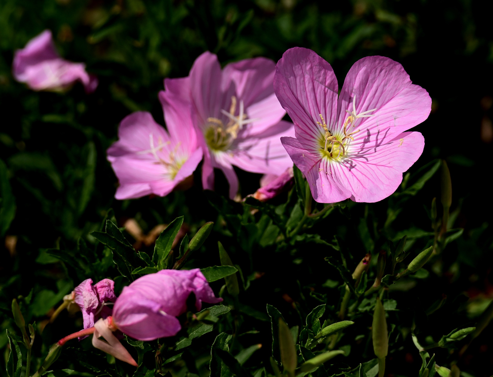 ROY_5234_01.JPG