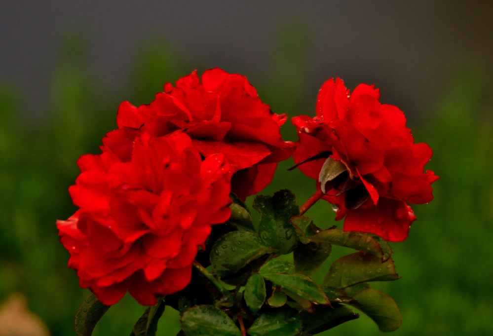 ROY_5245.JPG