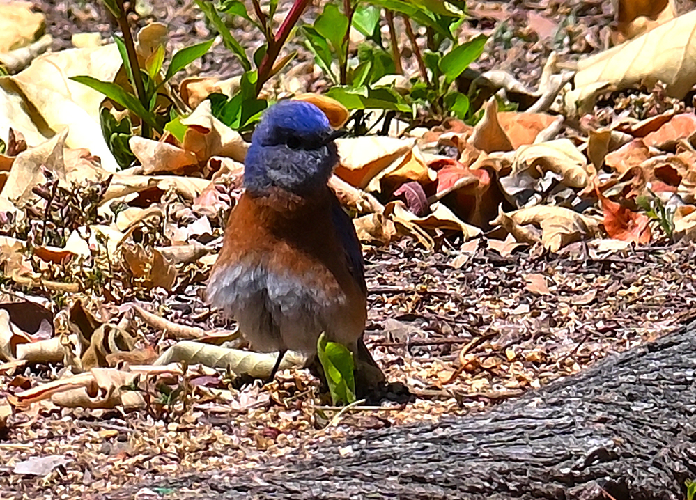 ROY_5279_01.JPG