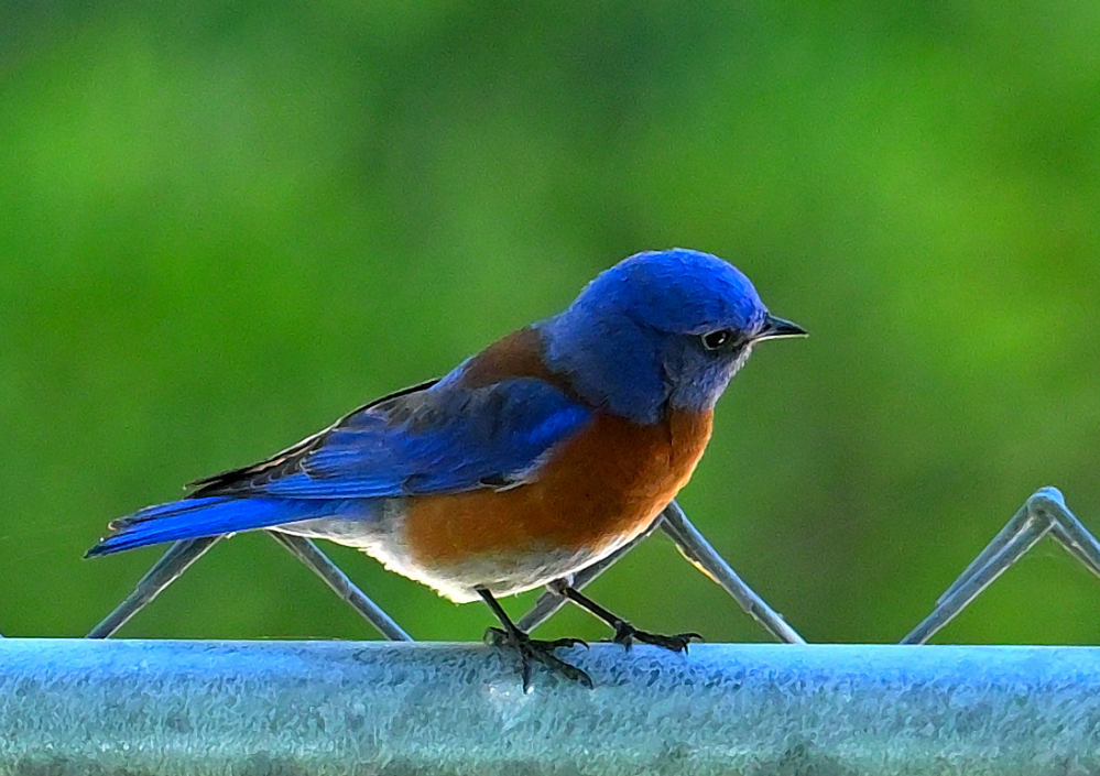 ROY_5281.JPG
