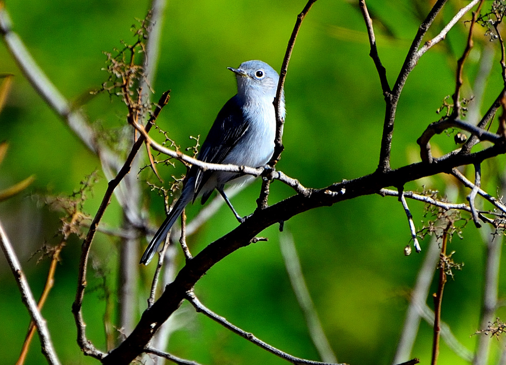 ROY_5373.JPG