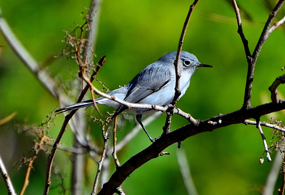 ROY_5375.JPG