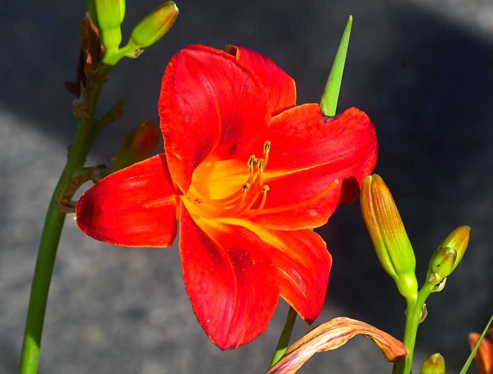 ROY_5394_01.JPG