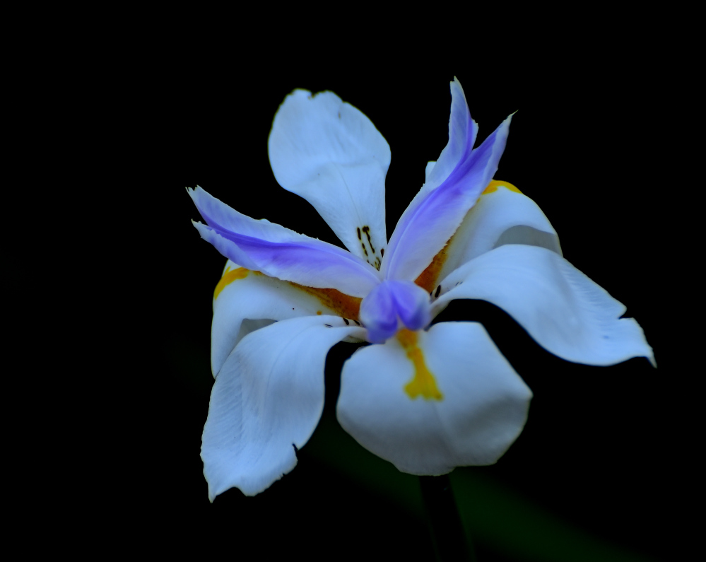 ROY_5406.JPG