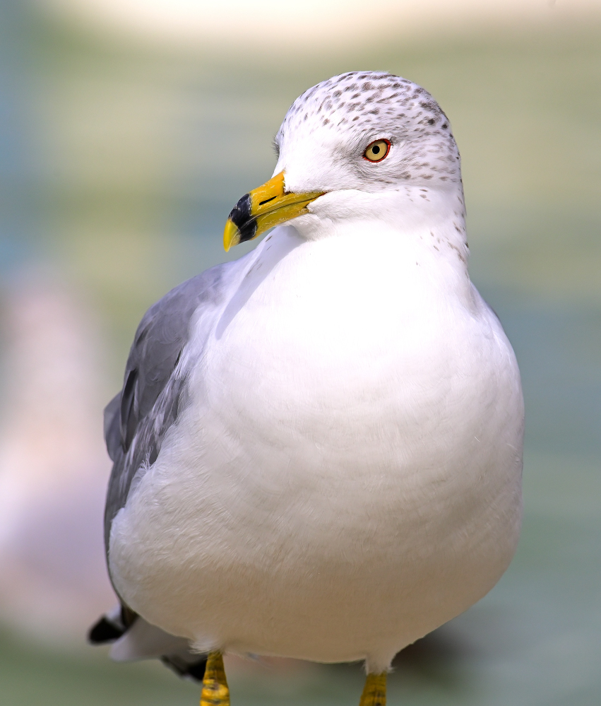 ROY_5478.JPG