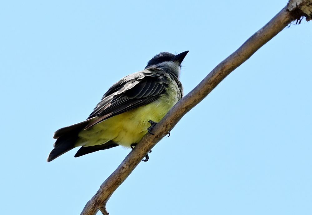 ROY_5583.JPG