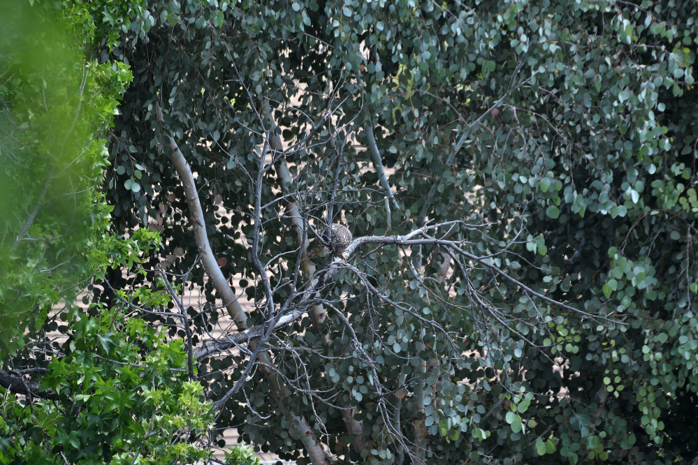 ROY_5594.JPG