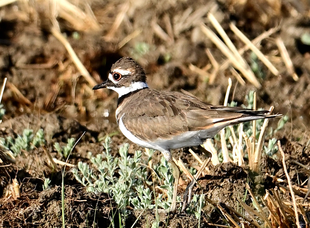 ROY_5664_01.JPG