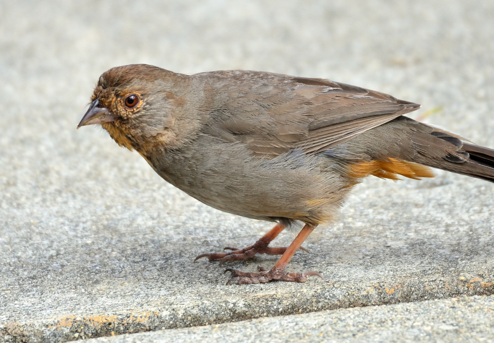 ROY_5831.JPG