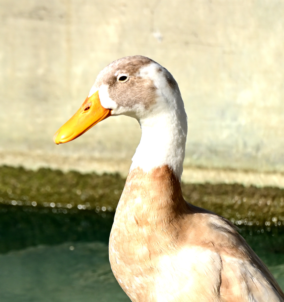 ROY_5849.JPG