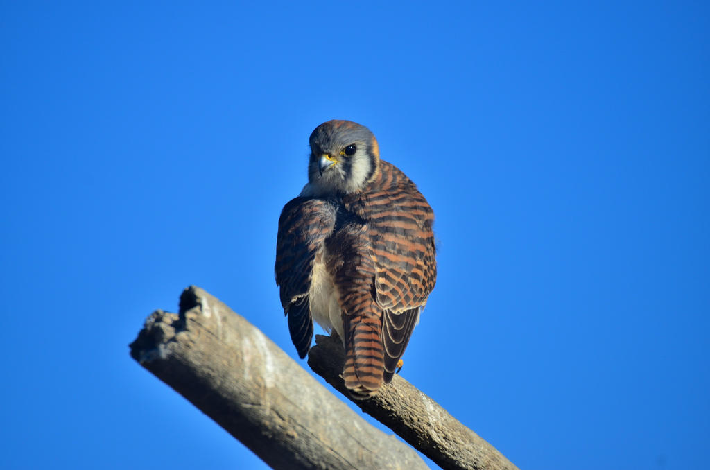 ROY_5878_01.jpg