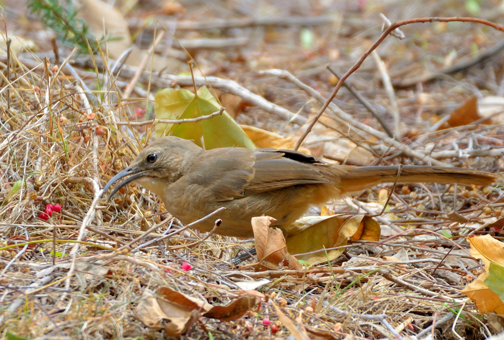 ROY_5895.JPG