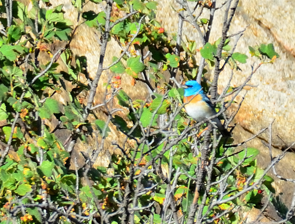 ROY_6014.JPG
