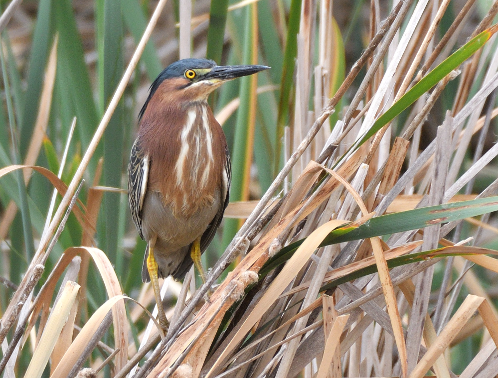 ROY_6035.JPG