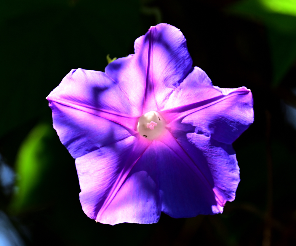 ROY_6057_01.JPG